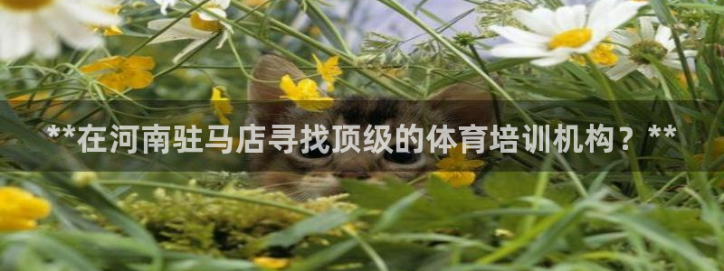焦点娱乐平台账号在哪注册：**在河南驻马店寻找顶级的