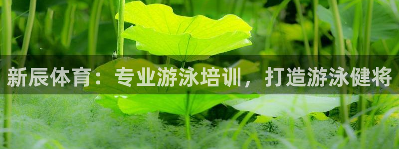 焦点娱乐拉菲11月9日：新辰体育：专业游泳培训，打造
