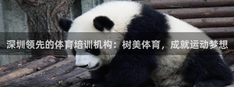 焦点娱乐官网下载安装最新版手机：深圳领先的体育培训机