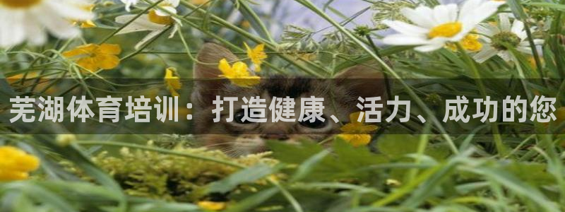 焦点娱乐不出款：芜湖体育培训：打造健康、活力、成功的