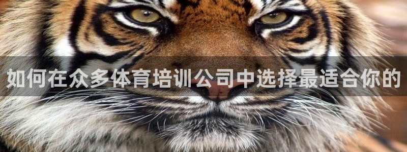 焦点娱乐网站下载地址是多少：如何在众多体育培训公司中