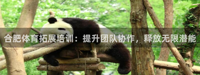 焦点娱乐vs皇族不败神话：合肥体育拓展培训：提升团队