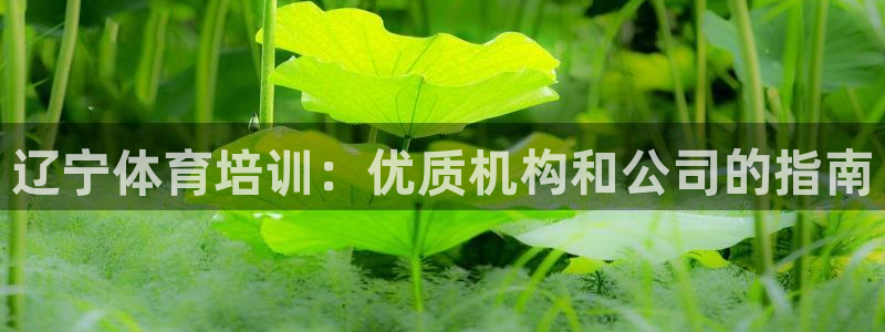 焦点娱乐app下载官网最新版苹果：辽宁体育培训：优质