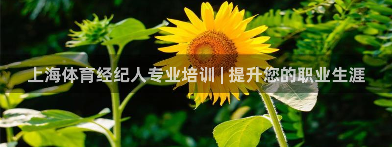 焦点娱乐平台登录不了怎么办：上海体育经纪人专业培训 