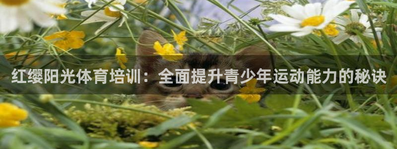 焦点娱乐官网下载安装最新版：红缨阳光体育培训：全面提