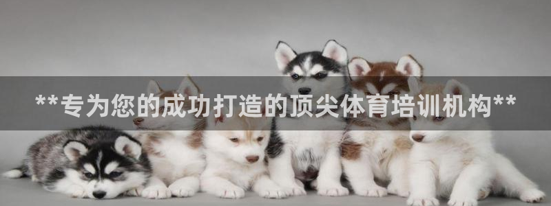 焦点娱乐官网下载安装手机版：**专为您的成功打造的顶