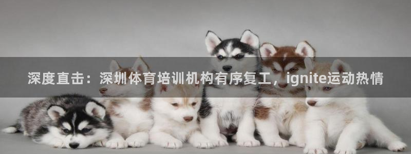 焦点娱乐官网下载安装最新版手机：深度直击：深圳体育培
